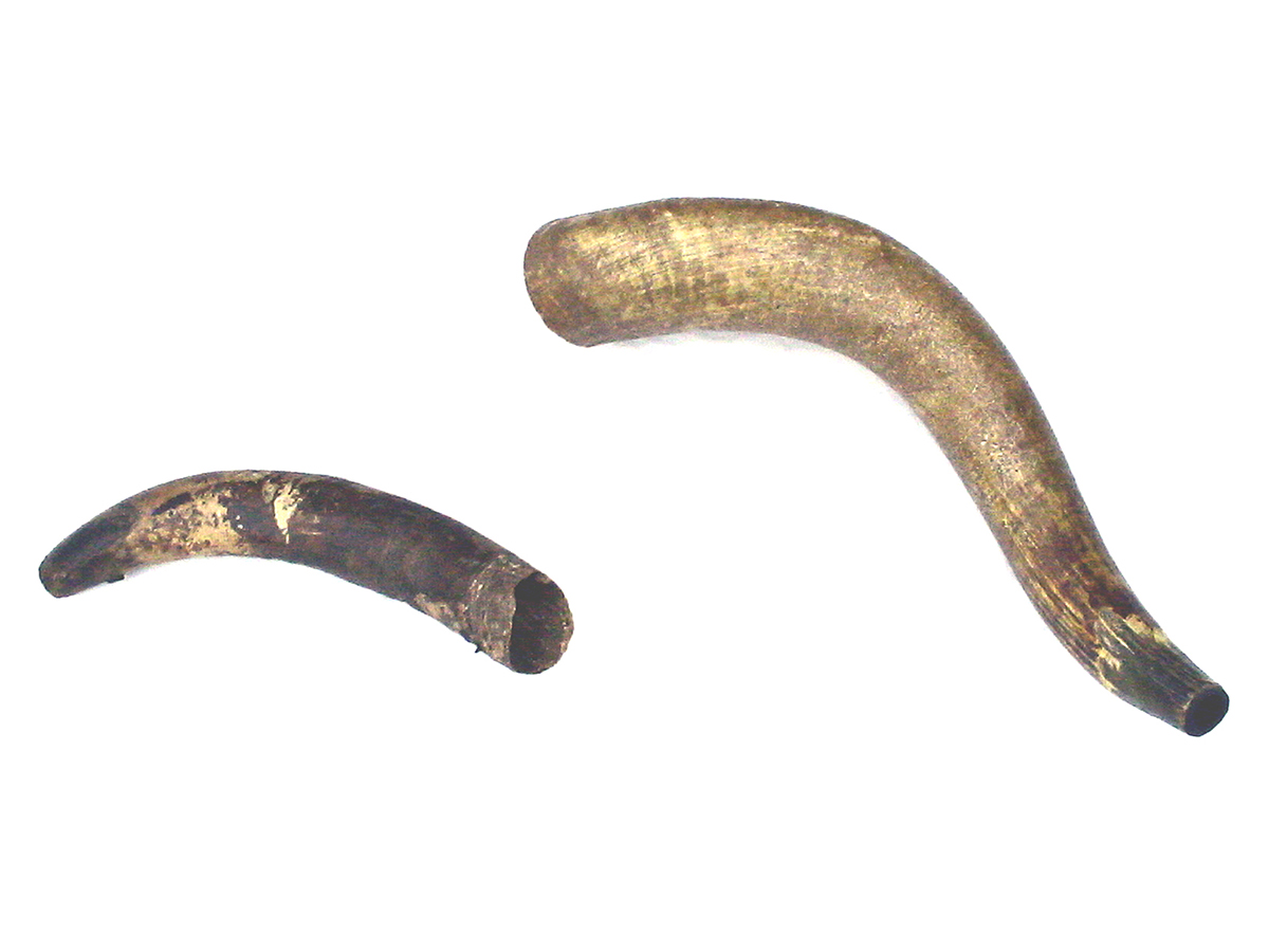 Lasarteko Zuaznabartarren adar zaharrak. (Arg.: JMBA)